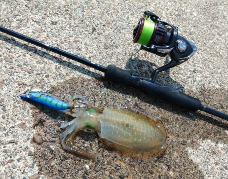 エギング秋シーズン開幕！